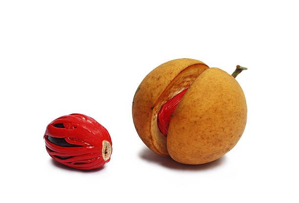 Nutmeg is the only spice delivering two distinct flavors. Grows in tropical regions. Genus is Myristica.